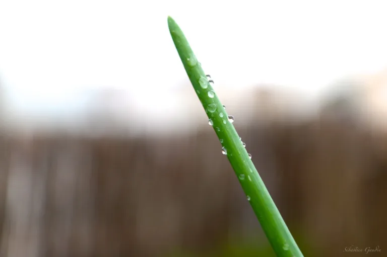 L’étude mondiale « State of Work » 2023 menée par Adobe