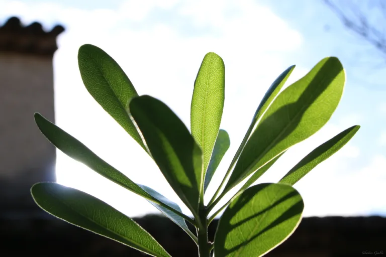 Manager par la Valeur : l’essentiel pour une Performance Durable et Engagée