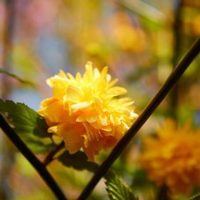 Fleur jaune by Sébastien Gaudin