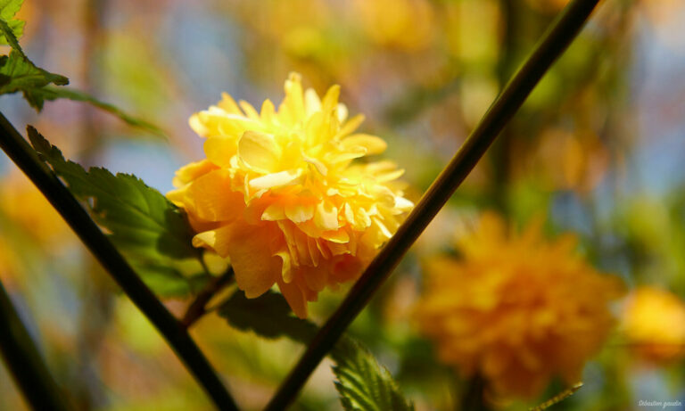 Fleur jaune by Sébastien Gaudin