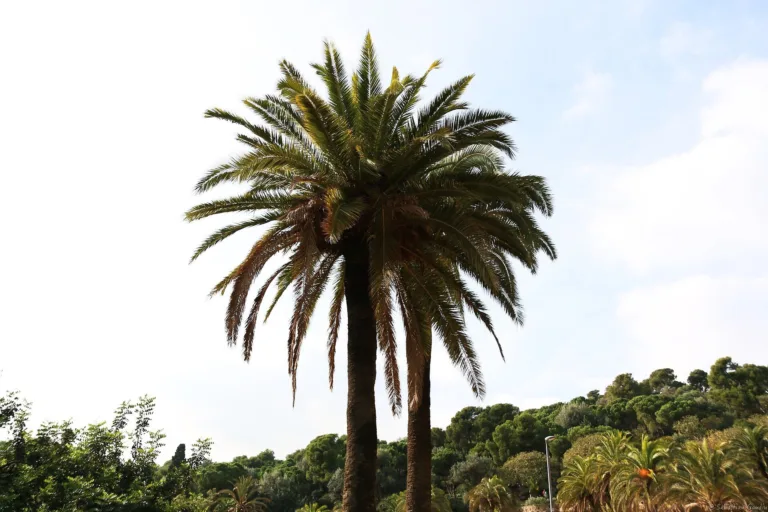 Management et intelligence collective