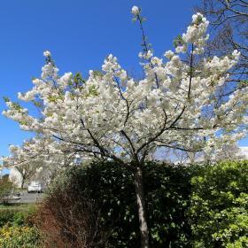 ACSOE white tree by sebastien GAUDIN