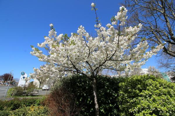 ACSOE white tree by sebastien GAUDIN