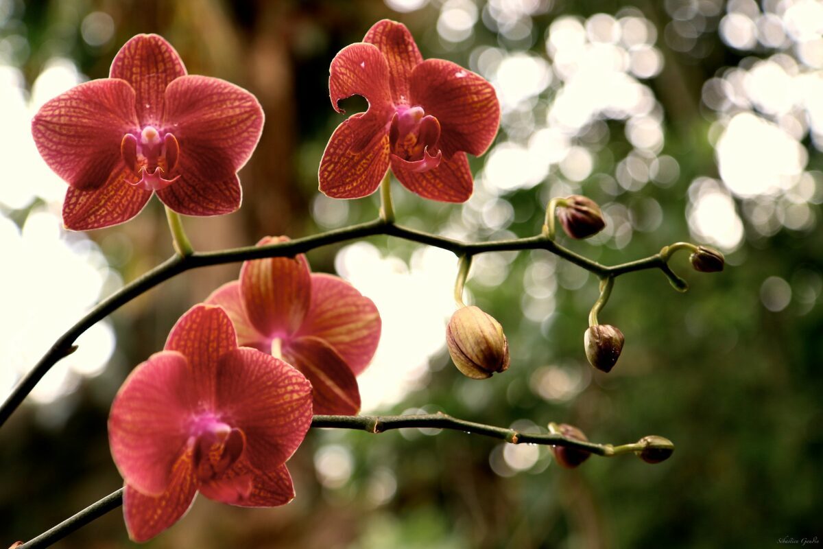 orchidée-by-sébastien-gaudin