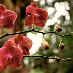 orchidée-by-sébastien-gaudin