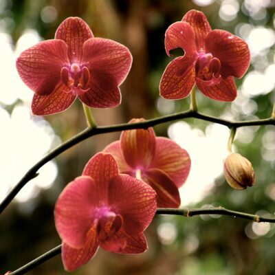 orchidee by sebastien gaudin e1607986534492