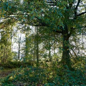 Système complexe naturel