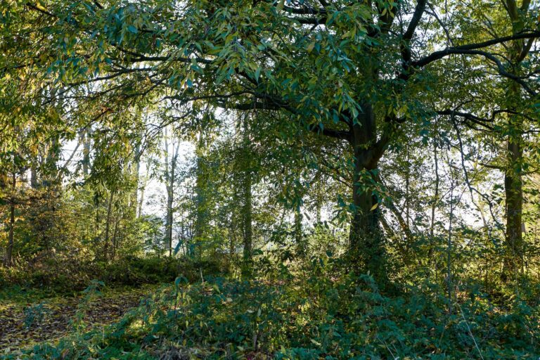 Système complexe naturel