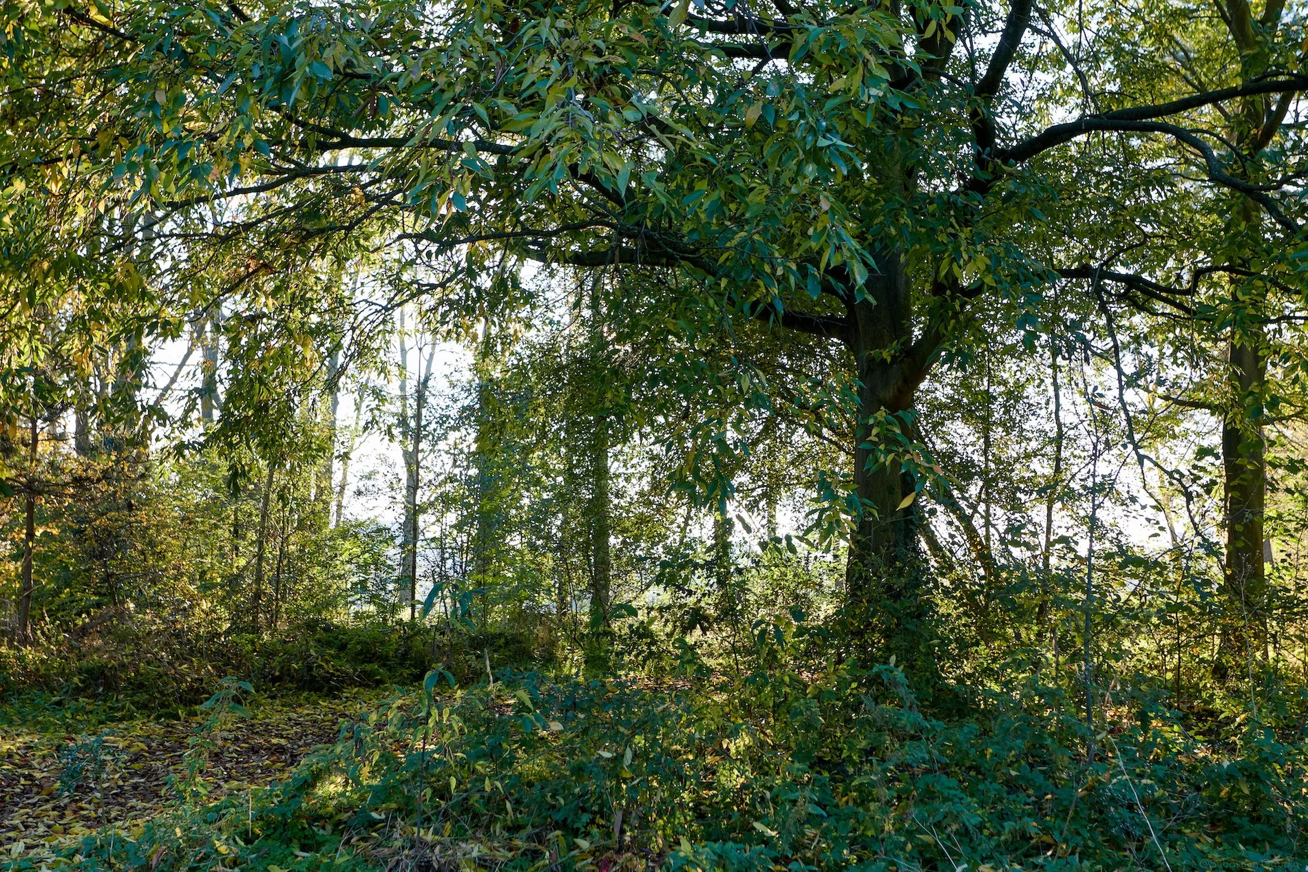 Système complexe naturel