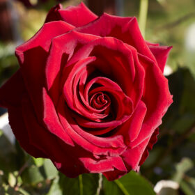 2021 11 10 photos pour ACSOE 10