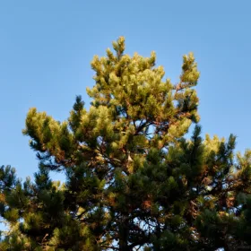 ACSOE contenus sur étagère