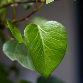 sgaudin feuille printemps