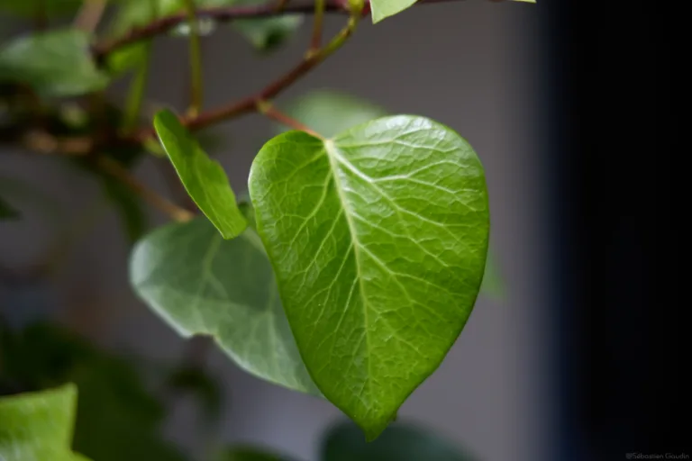 Pourquoi ACSOE est-il sponsor de Agile tour Nantes