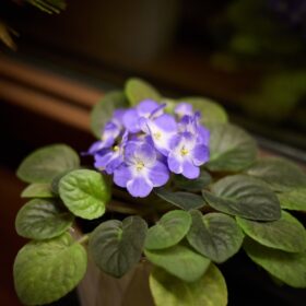 Minimum Viable Agile Practicies (M.V.A.P.)