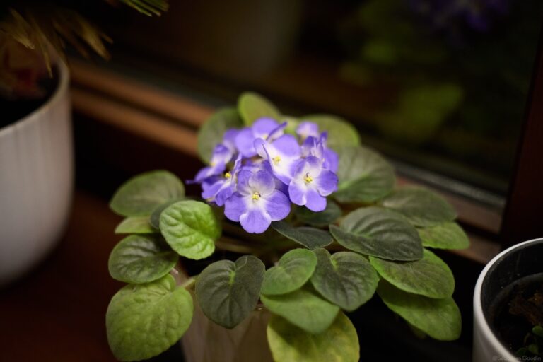 Minimum Viable Agile Practicies (M.V.A.P.) & Frameworks Agile