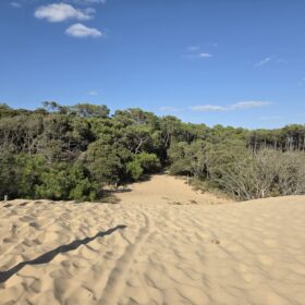 Dune et Foret par Gerald Nicolay