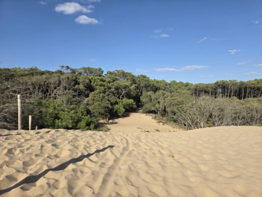 Dune et Foret par Gerald Nicolay