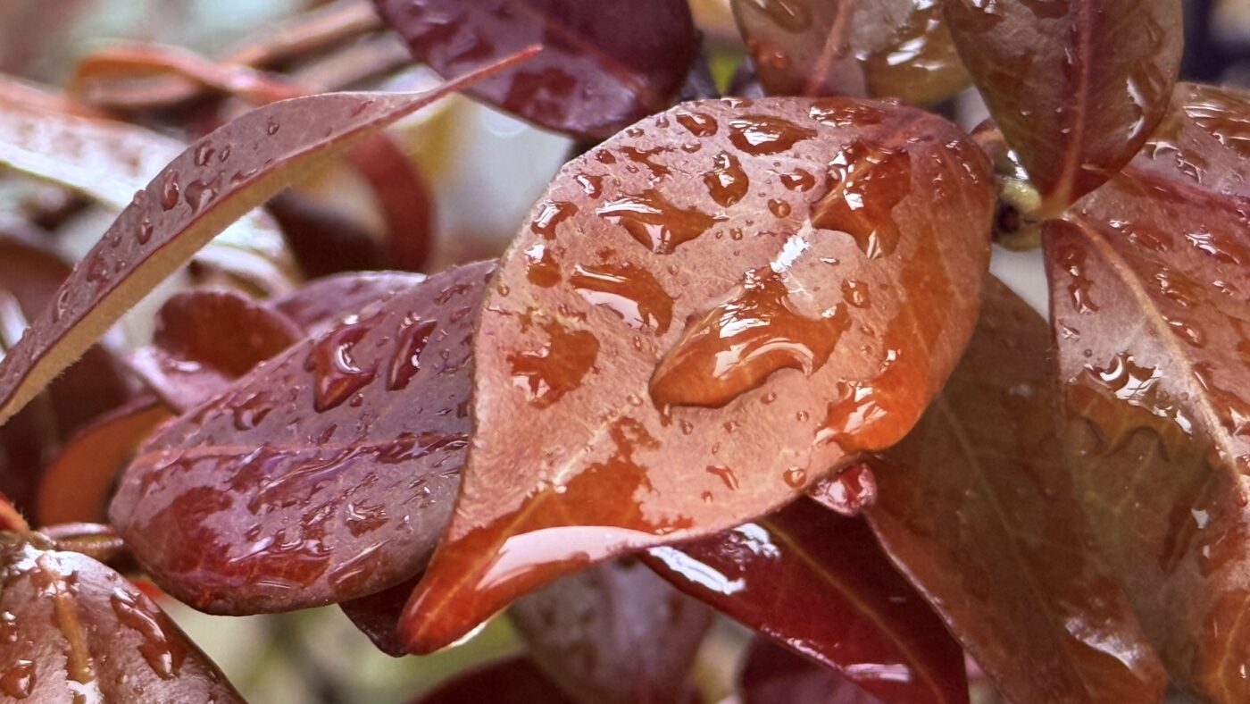 Jasmin rouge d'automne sous la pluie - par Charlotte Gascoin