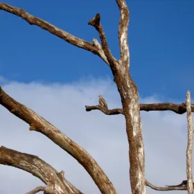 ACSOE-strategie-developpement-competences-rh