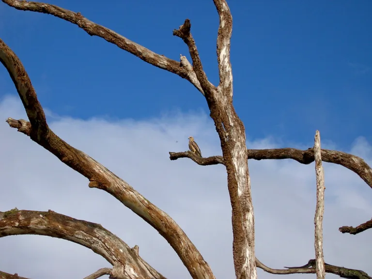 ACSOE-strategie-developpement-competences-rh